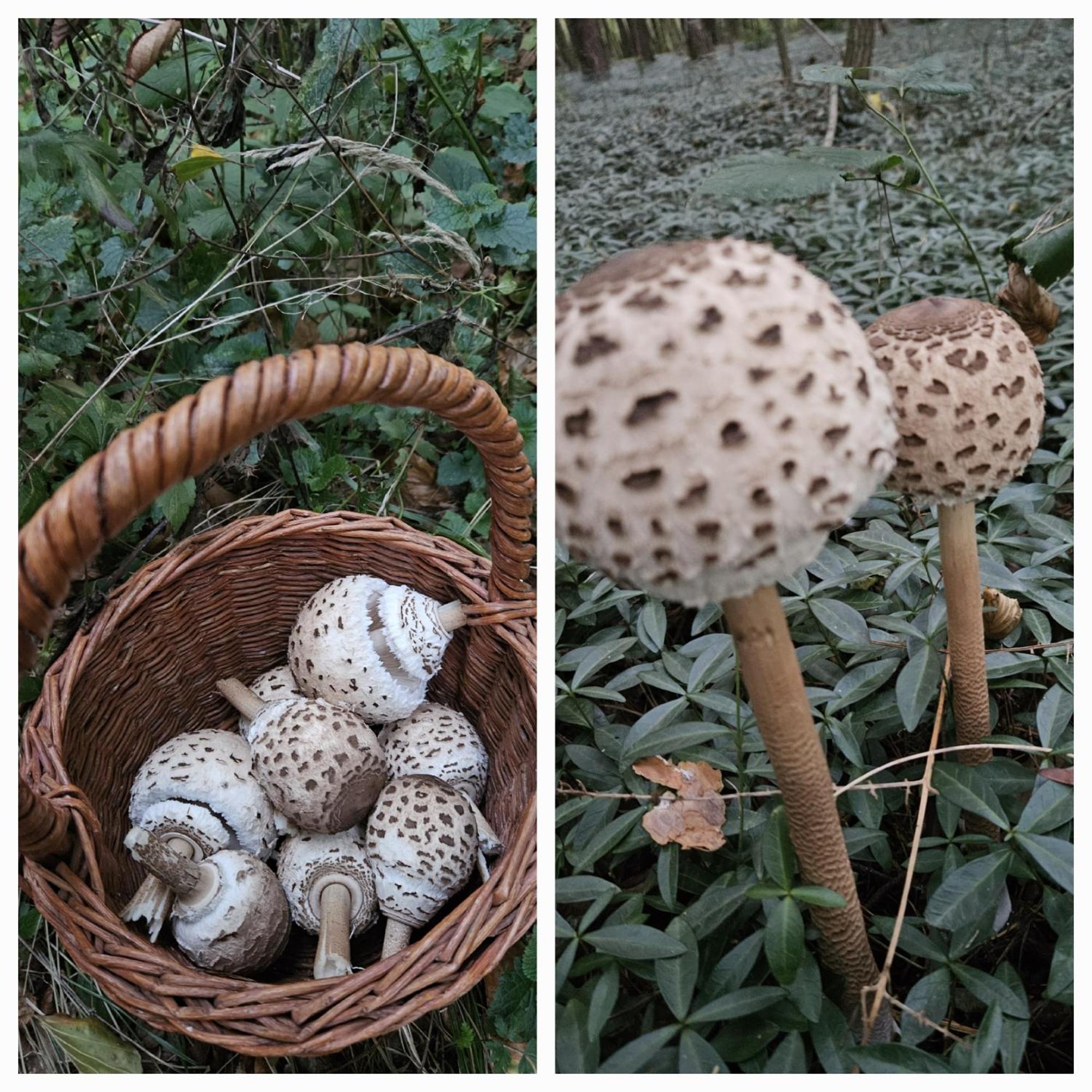 Gozdarjeva Hiska M&K Villa Dobrovnik Luaran gambar